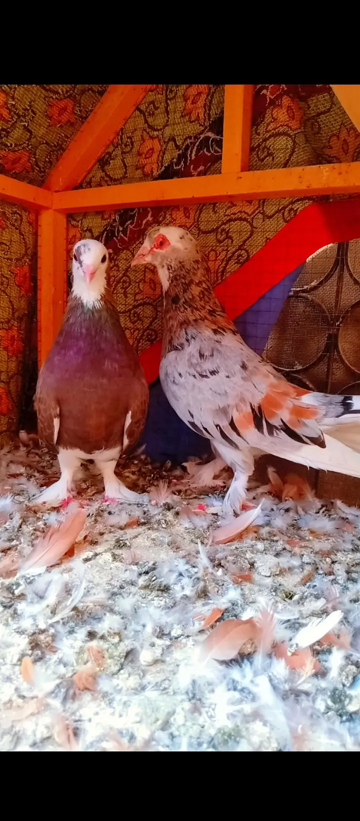 bahrtiya mukhi breeder pair pigeons for sale kabotar kabutar fancy — photo 2