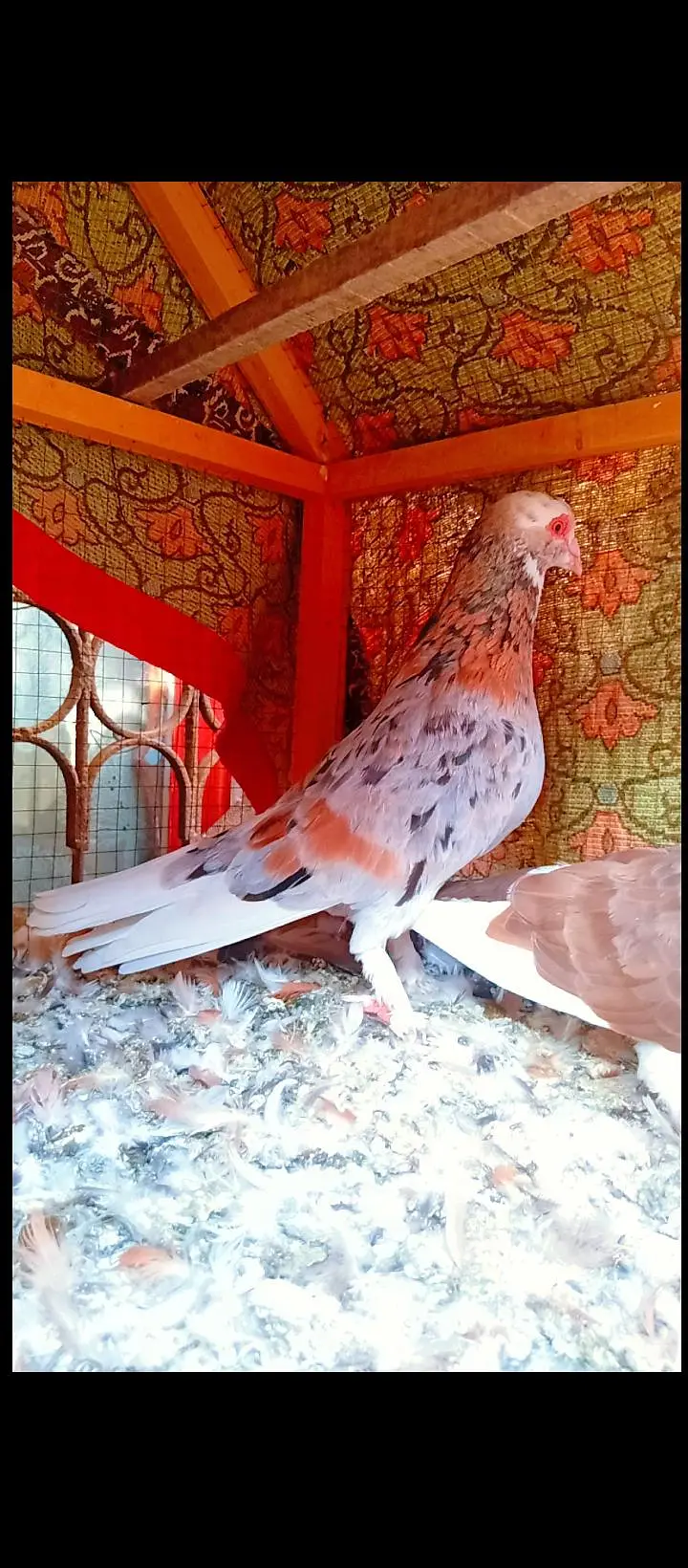 bahrtiya mukhi breeder pair pigeons for sale kabotar kabutar fancy — photo 3