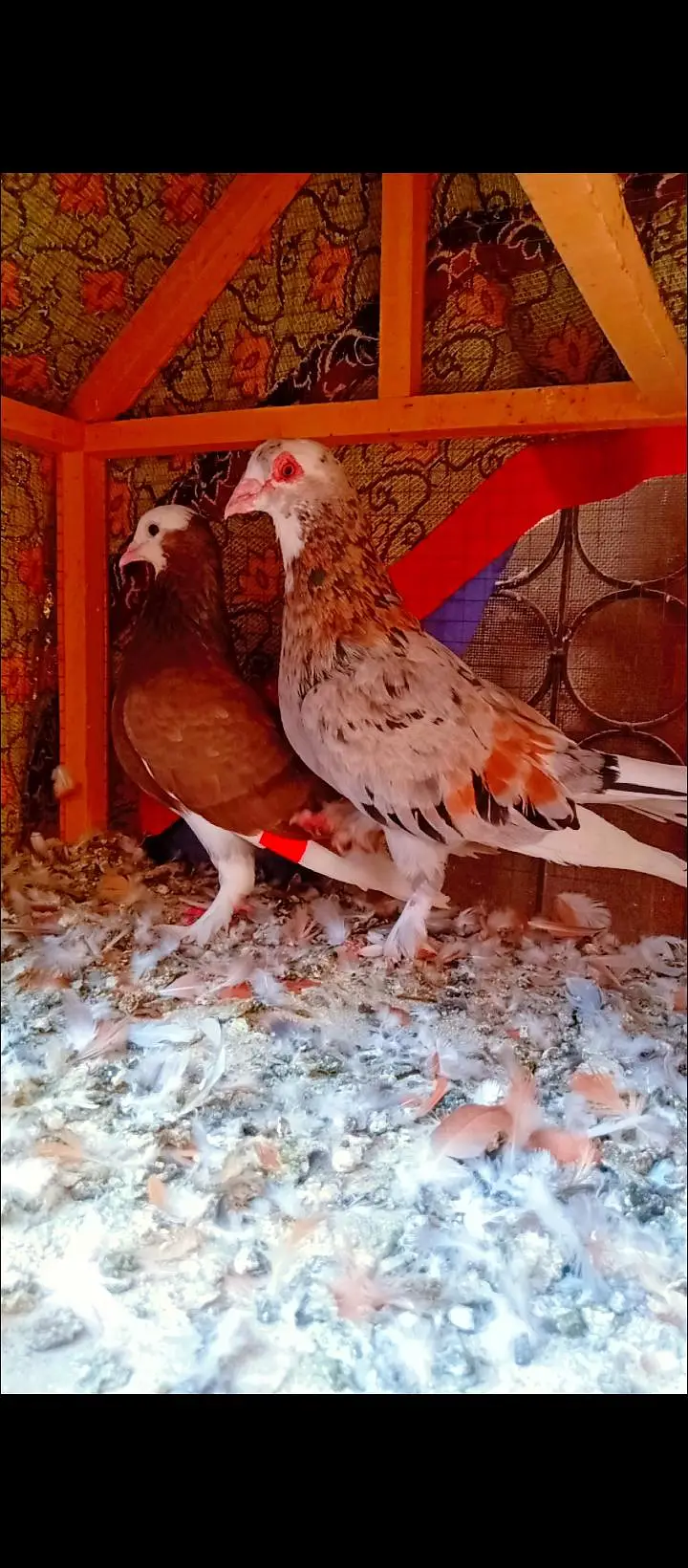 bahrtiya mukhi breeder pair pigeons for sale kabotar kabutar fancy — photo 4