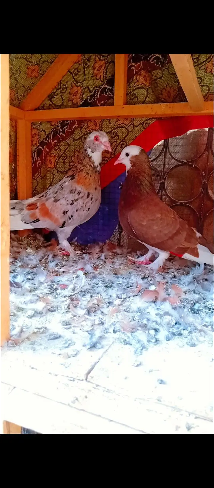 bahrtiya mukhi breeder pair pigeons for sale kabotar kabutar fancy — photo 5
