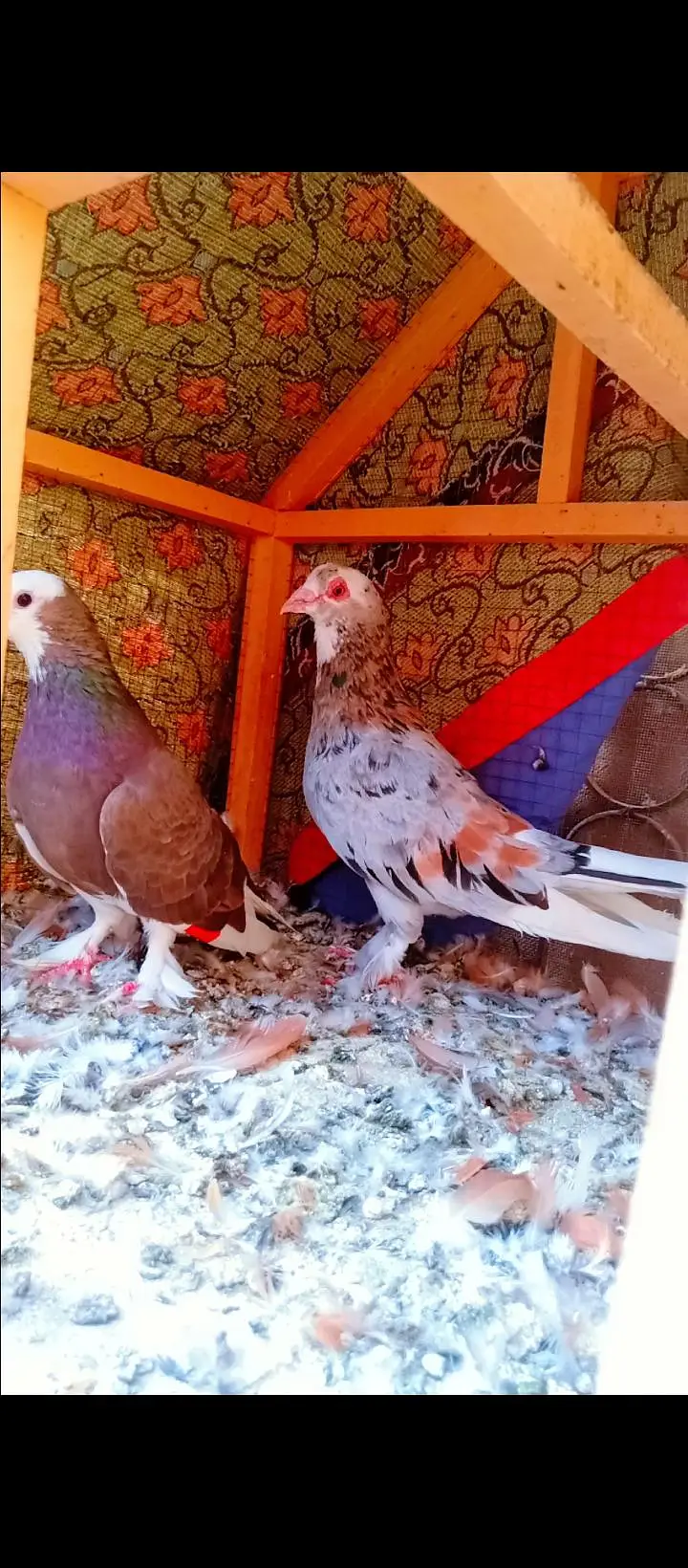 bahrtiya mukhi breeder pair pigeons for sale kabotar kabutar fancy — photo 6