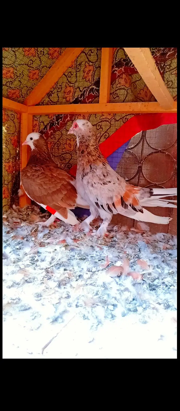 bahrtiya mukhi breeder pair pigeons for sale kabotar kabutar fancy — photo 7