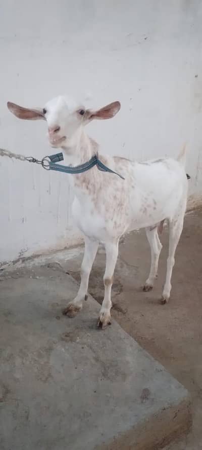 omani teddy