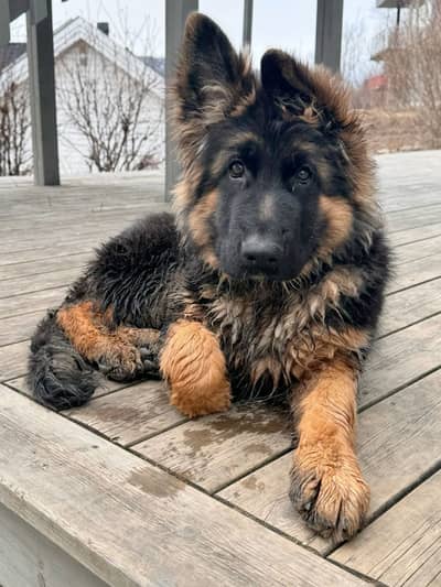 German shepherd original cinnamon colours