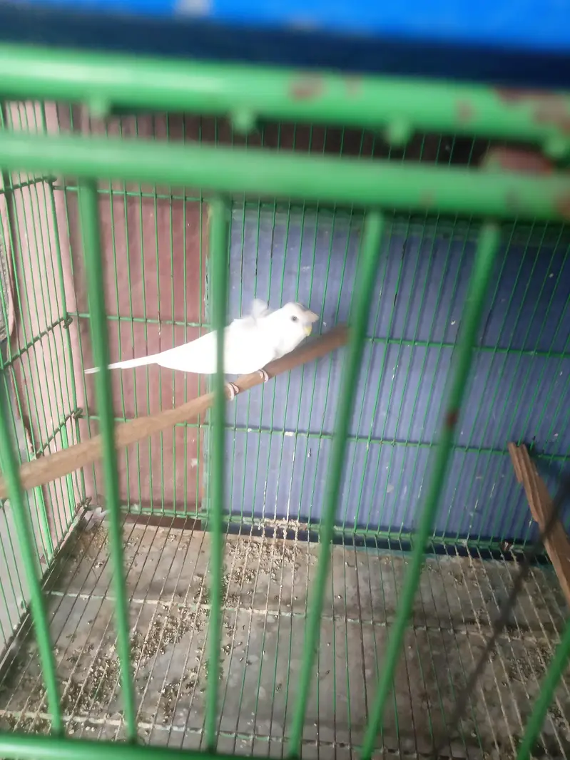 Hogoromo double factor male — photo 2