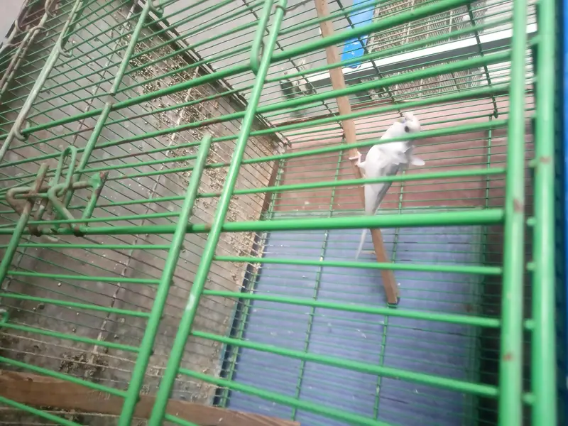 Hogoromo double factor male — photo 3
