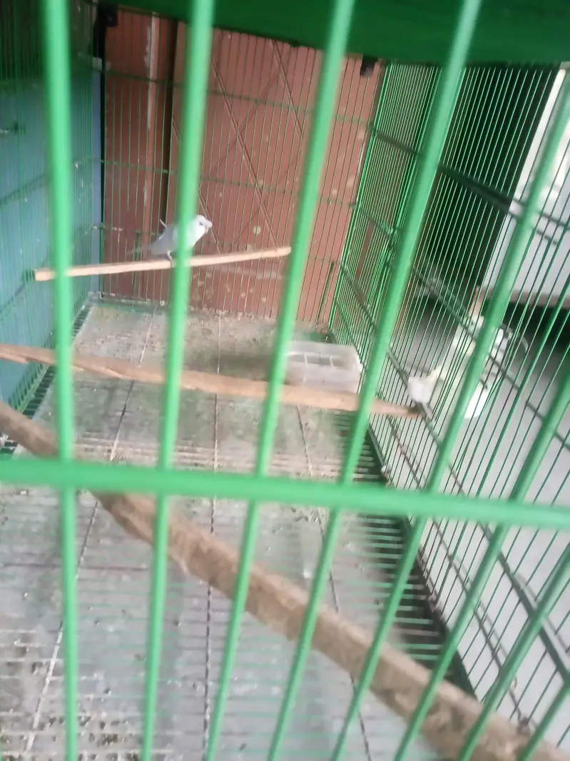 Hogoromo double factor male — photo 4