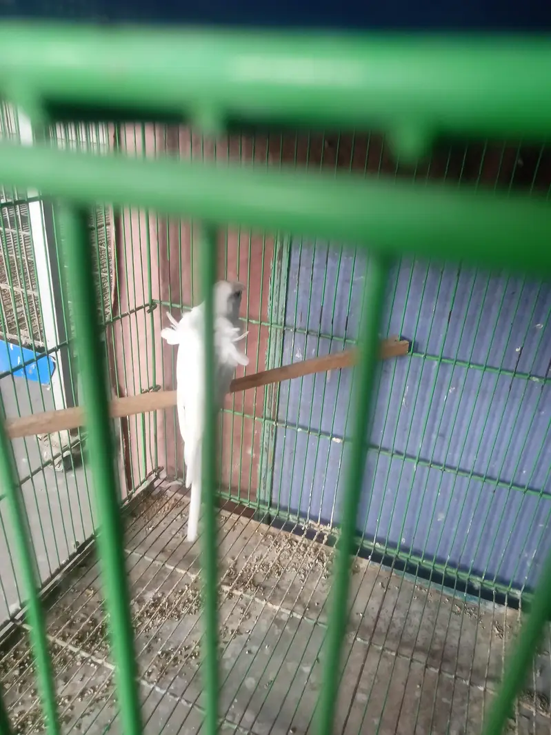 Hogoromo double factor male — photo 5