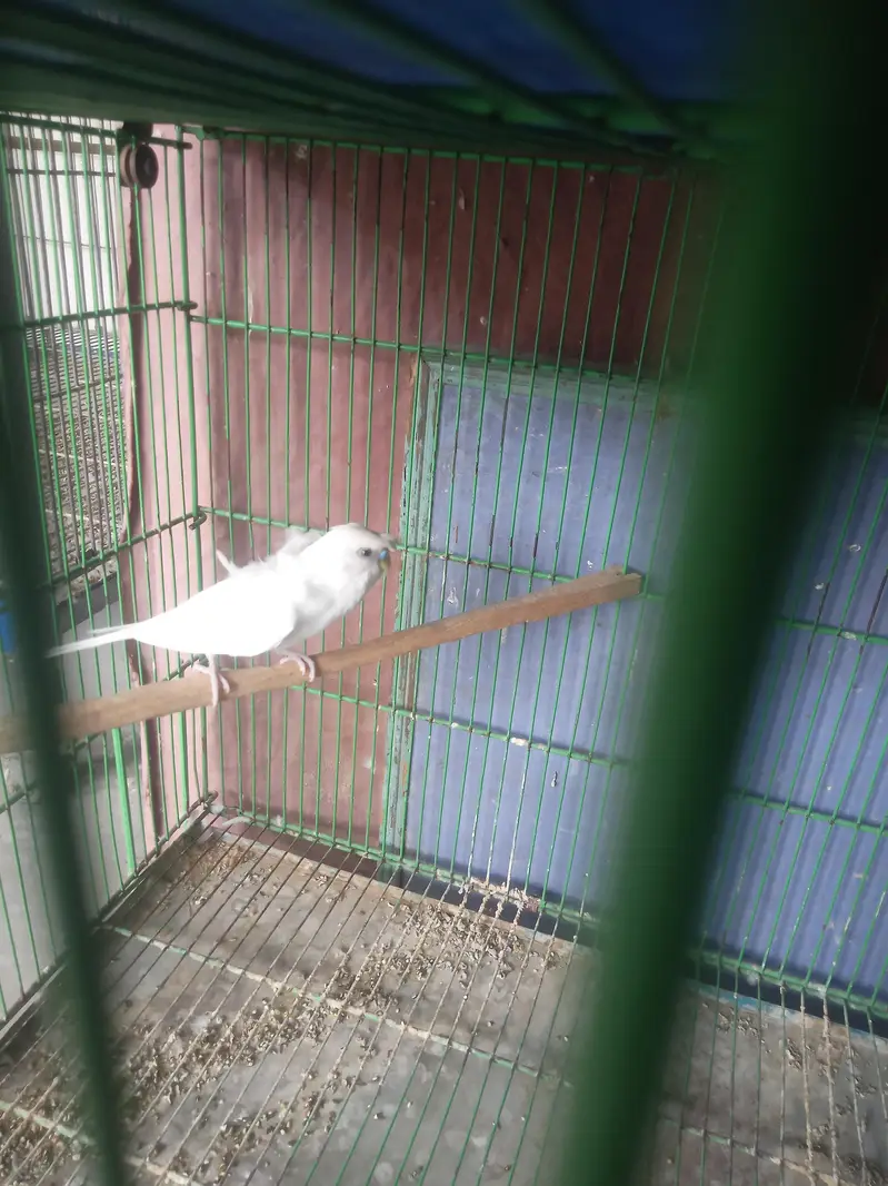 Hogoromo double factor male — photo 6