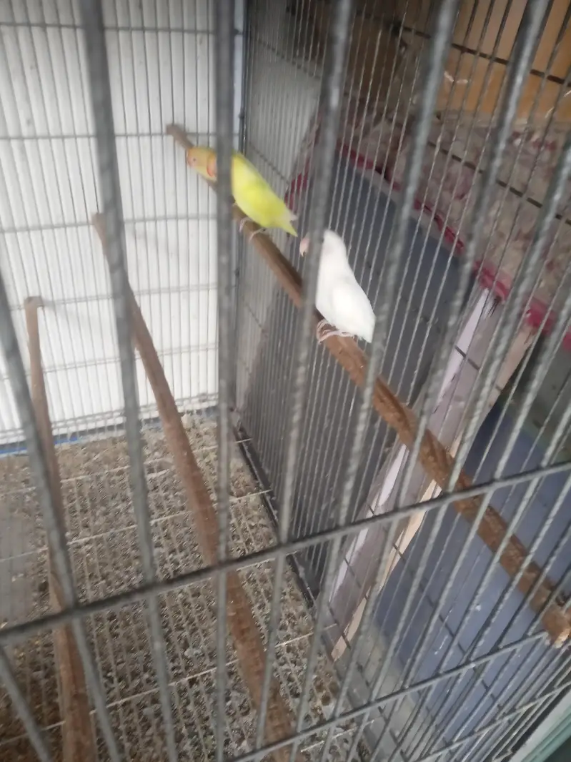 Hogoromo double factor male — photo 7