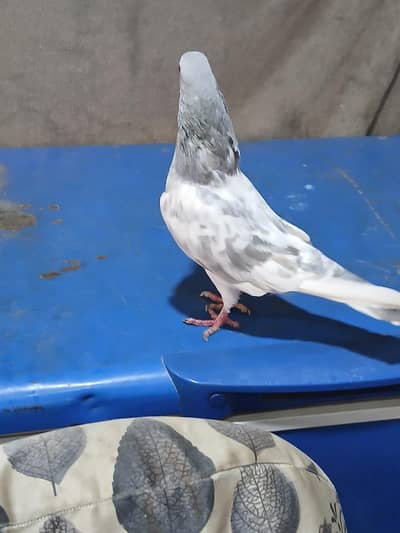Salati female and salati male for sale Breader pair