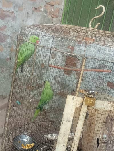 Lovely Green Parrot Pair