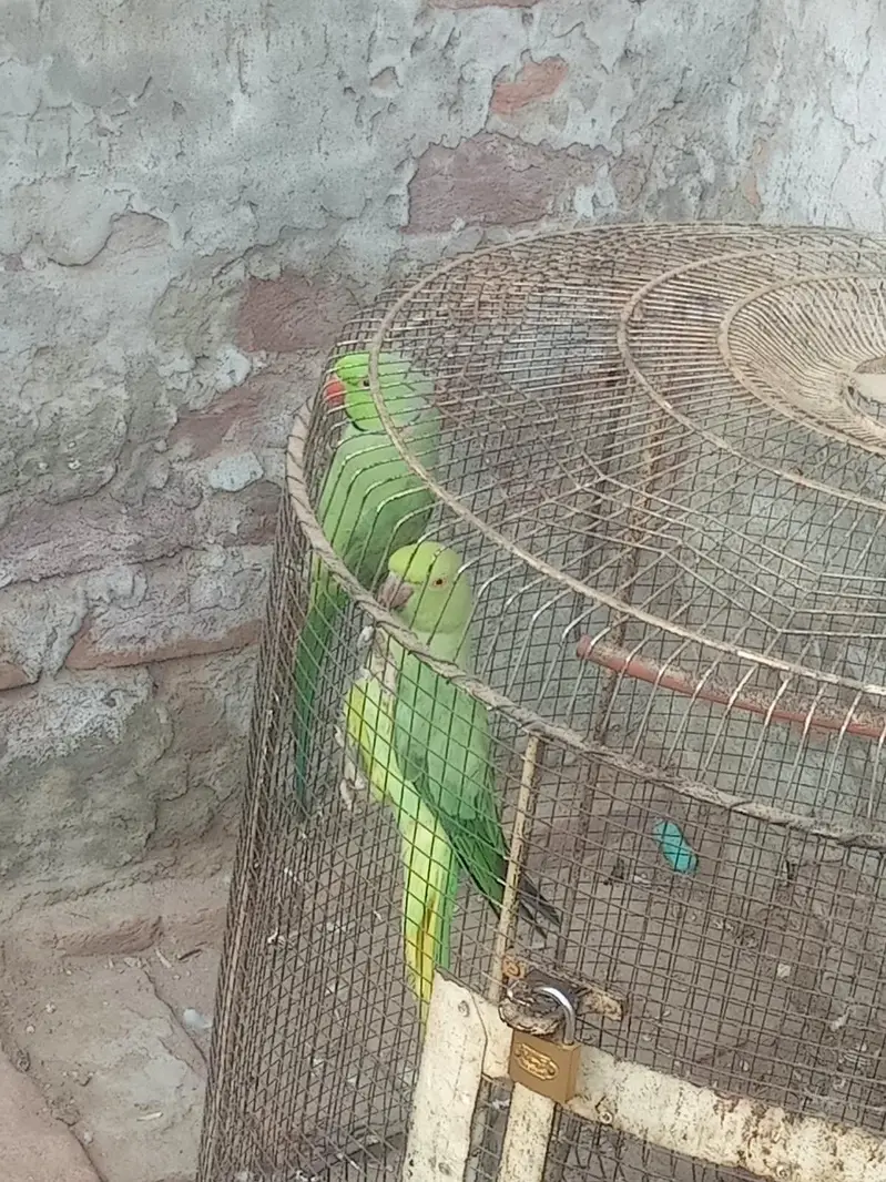 Lovely Green Parrot Pair — photo 2