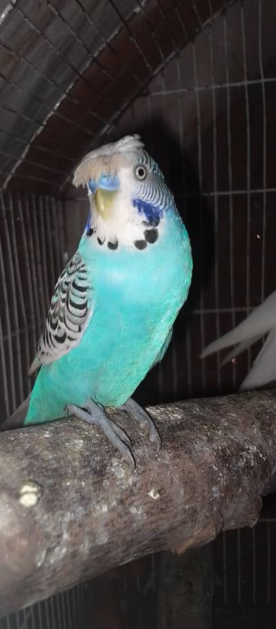 Budgie pair available for sale . For details read description. . . . .