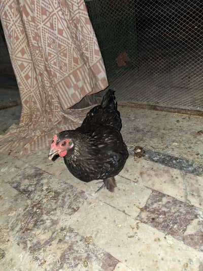bantam female active and healthy