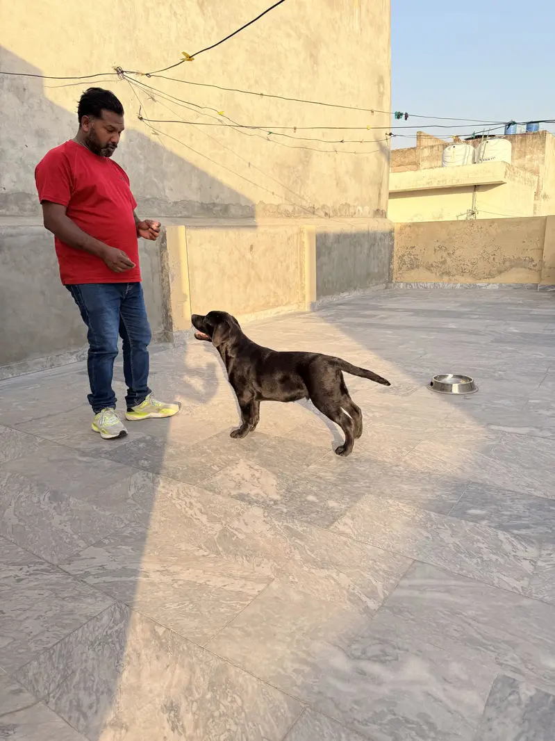 High Quality Pedigree Labrador Retriever Fully Vaccinated and Trained — photo 2