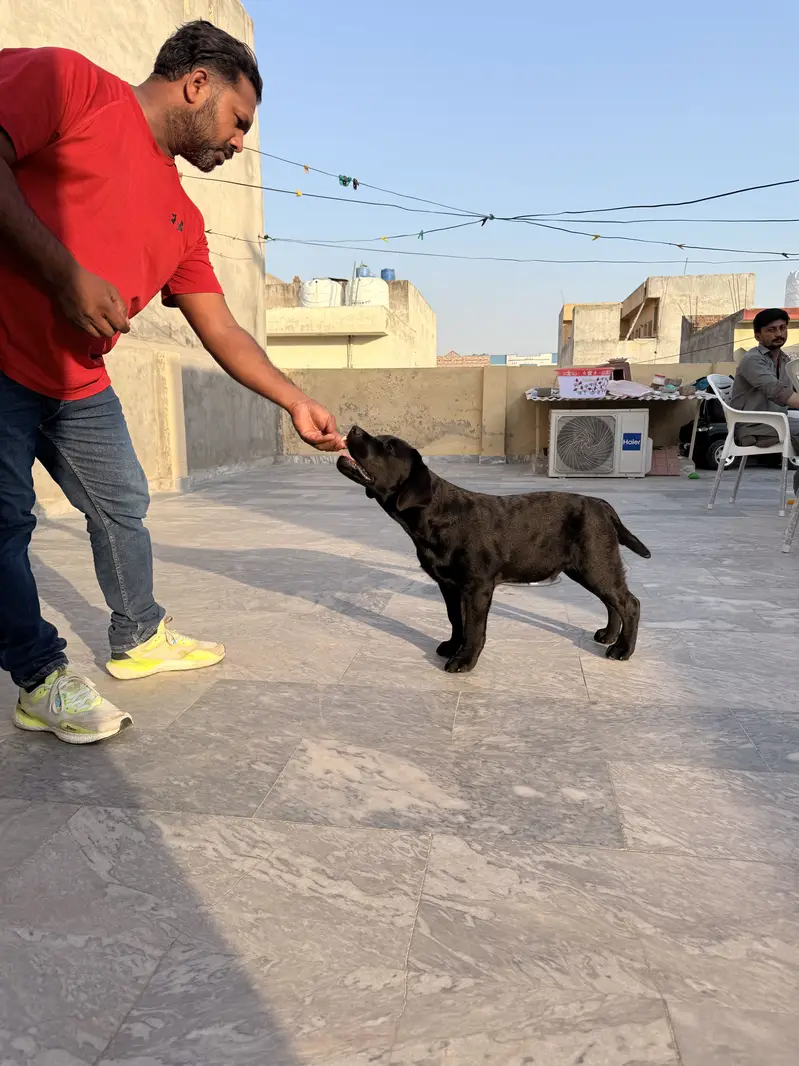 High Quality Pedigree Labrador Retriever Fully Vaccinated and Trained — photo 3