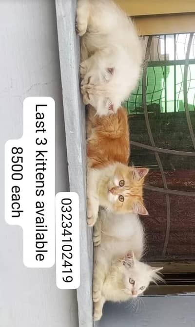 Beautiful Triple Coated Persian Kittens