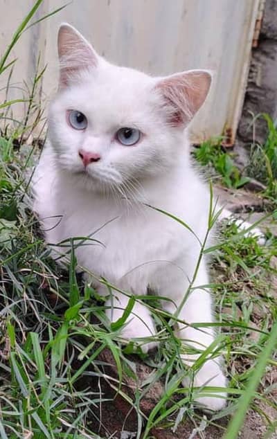 blue eyes male available in Karachi