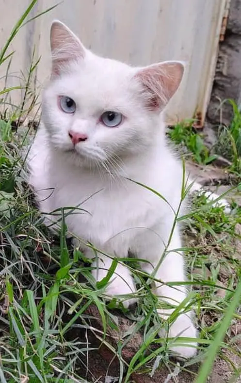 blue eyes male available in Karachi