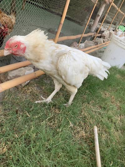 Heera pair for sale high qualiti