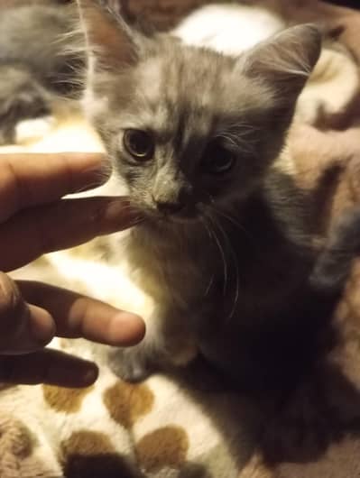 male persion kitten liter traind