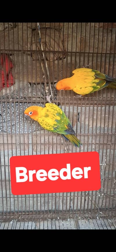 03132738282 WhatsApp number beautiful pets