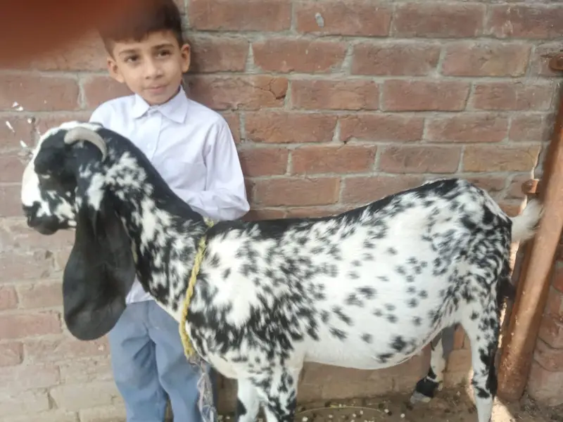betal bakri gabban bakri 3.5 mania ke gaban ha Lani ho is 03274584705
