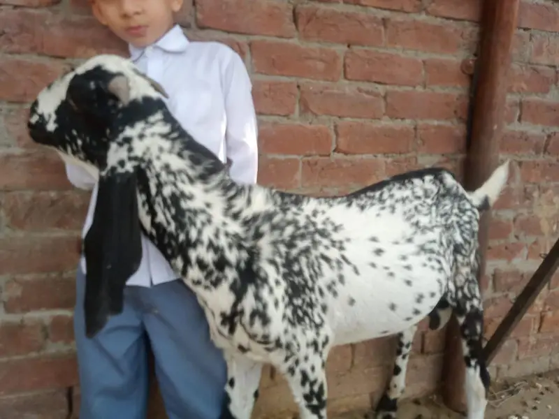 betal bakri gabban bakri 3.5 mania ke gaban ha Lani ho is 03274584705 — photo 2