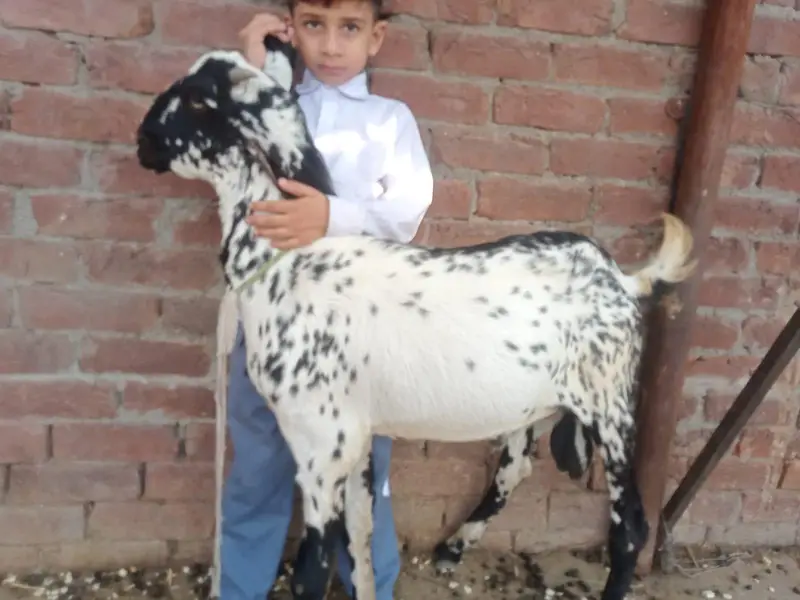 betal bakri gabban bakri 3.5 mania ke gaban ha Lani ho is 03274584705 — photo 3