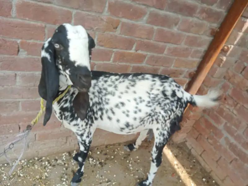 betal bakri gabban bakri 3.5 mania ke gaban ha Lani ho is 03274584705 — photo 4