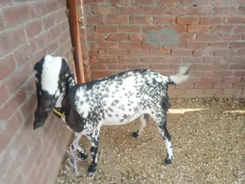 betal bakri gabban bakri 3.5 mania ke gaban ha Lani ho is 03274584705 — photo 5