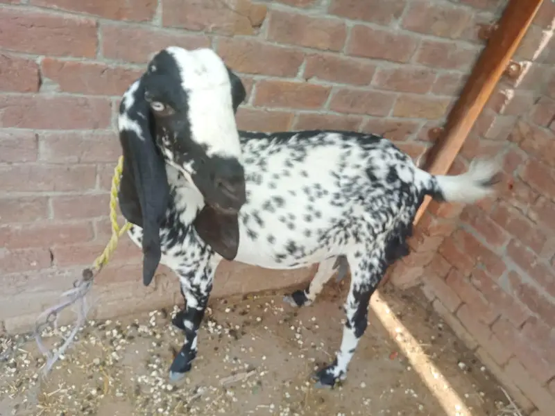betal bakri gabban bakri 3.5 mania ke gaban ha Lani ho is 03274584705 — photo 6