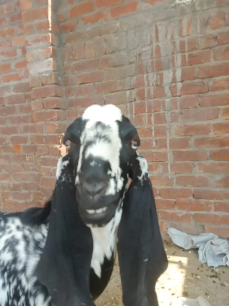 betal bakri gabban bakri 3.5 mania ke gaban ha Lani ho is 03274584705 — photo 7