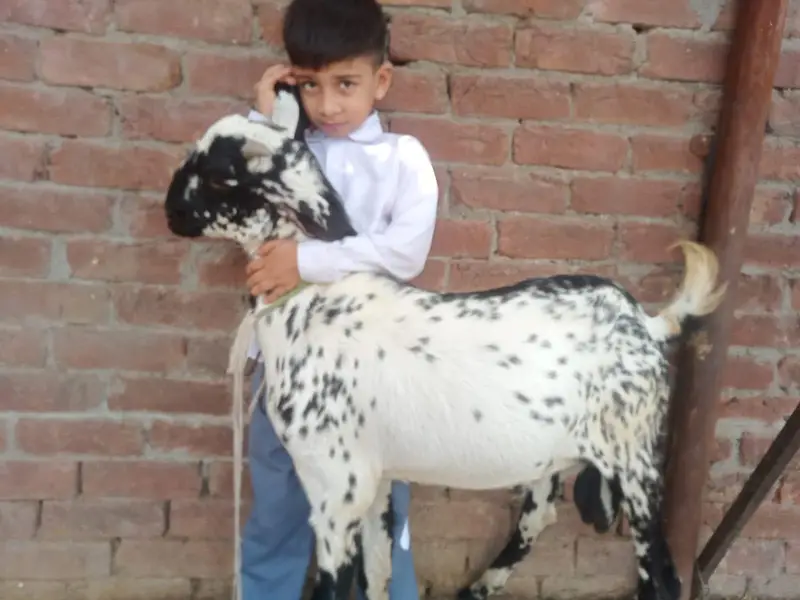 betal bakri gabban bakri 3.5 mania ke gaban ha Lani ho is 03274584705 — photo 8