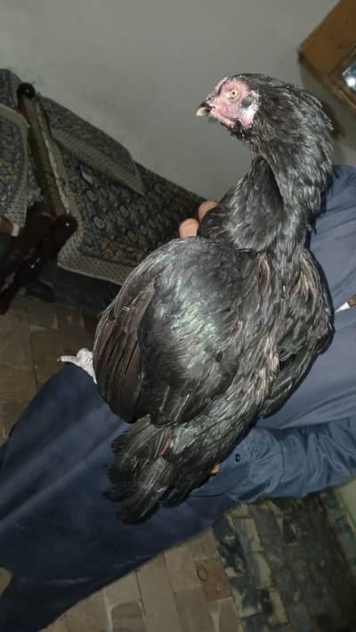 Aseel madi high breed