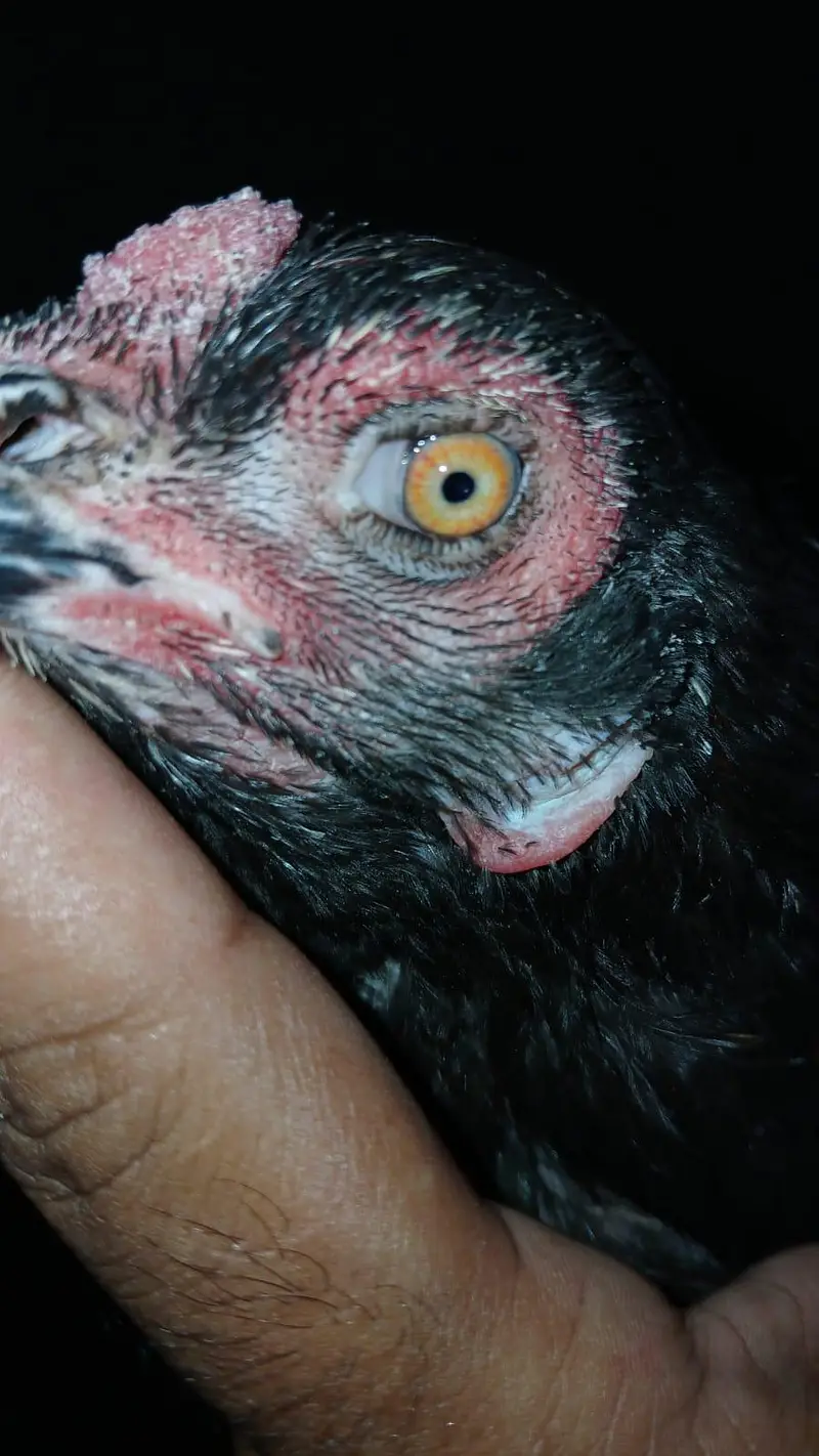 Aseel madi high breed — photo 2