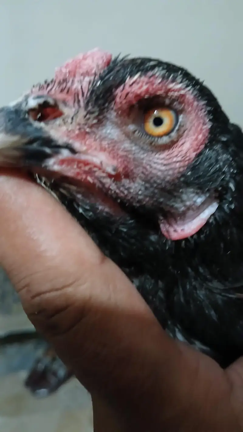 Aseel madi high breed — photo 3