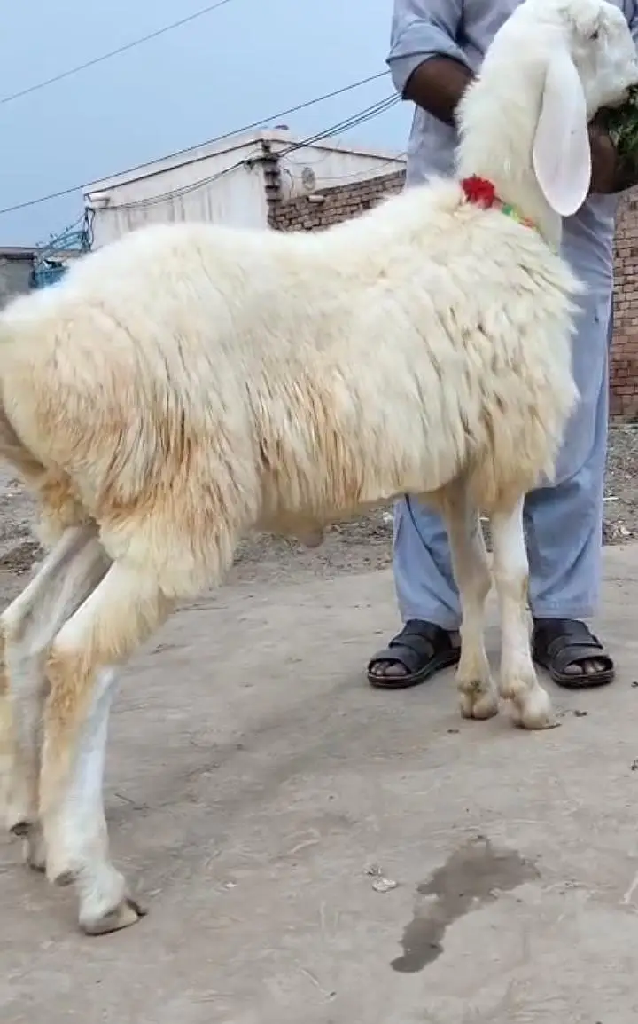 Ma Sha Allah Pure Turkey Dunba — photo 3