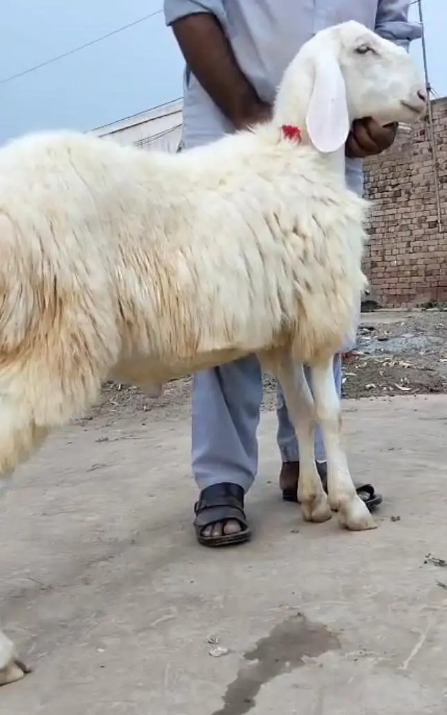 Ma Sha Allah Pure Turkey Dunba — photo 4