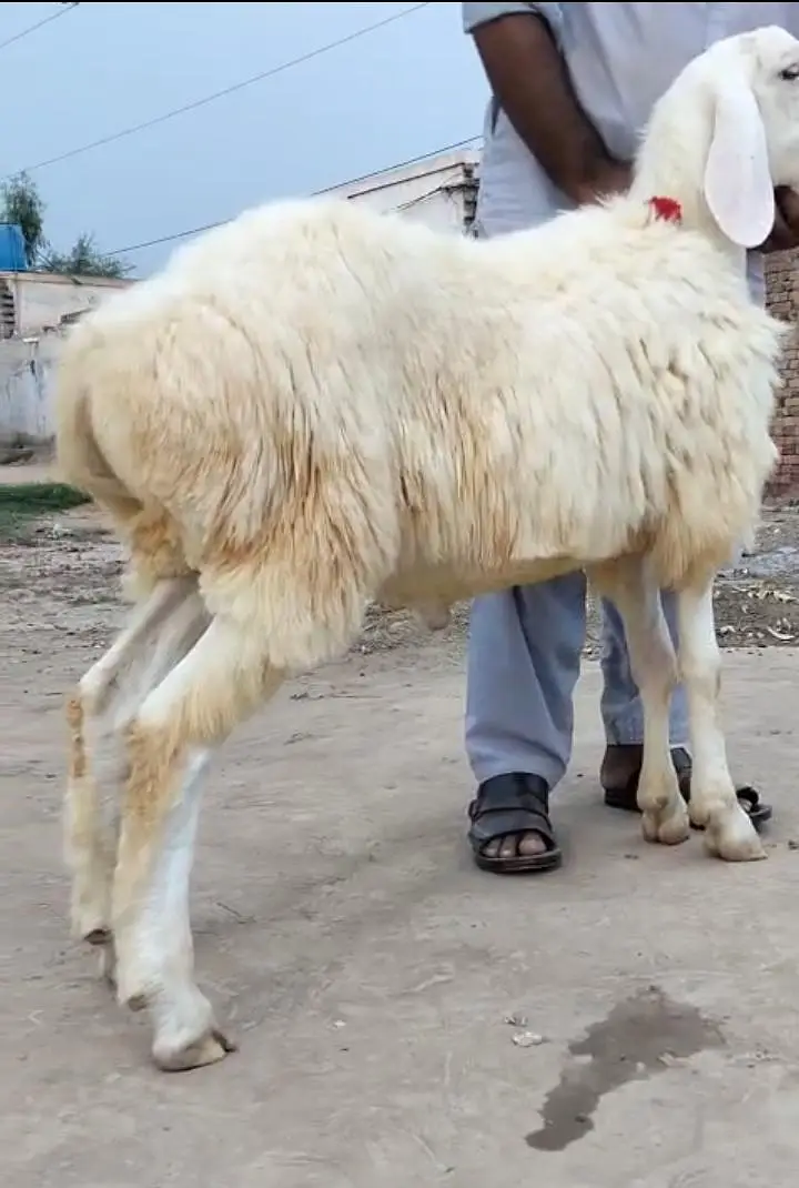 Ma Sha Allah Pure Turkey Dunba — photo 5