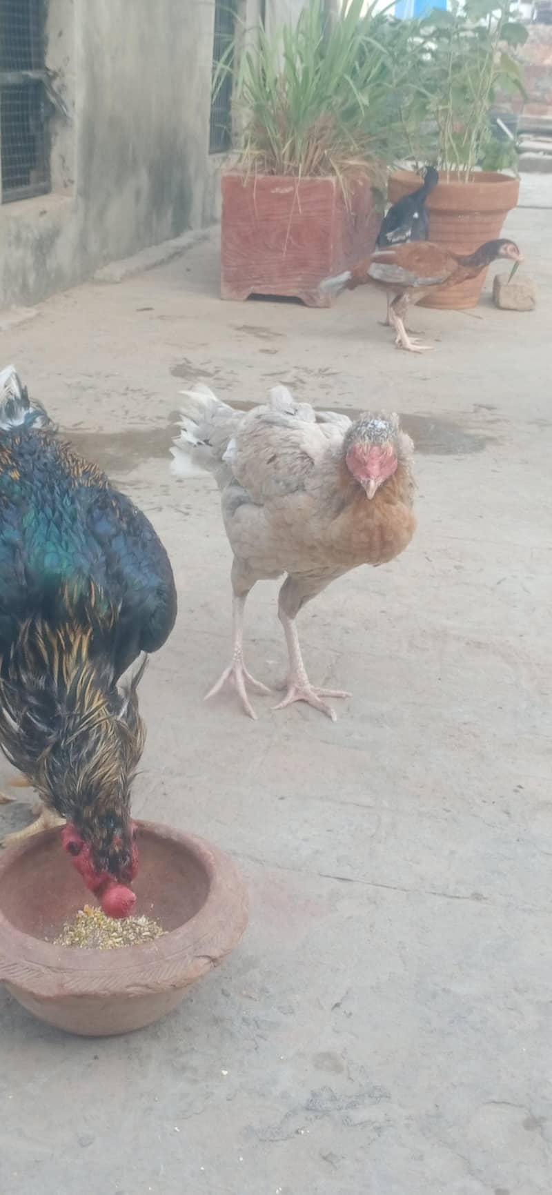 aseel pair 5