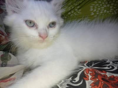 **Pure Persian Female Kittens for Sale – Pair Available**