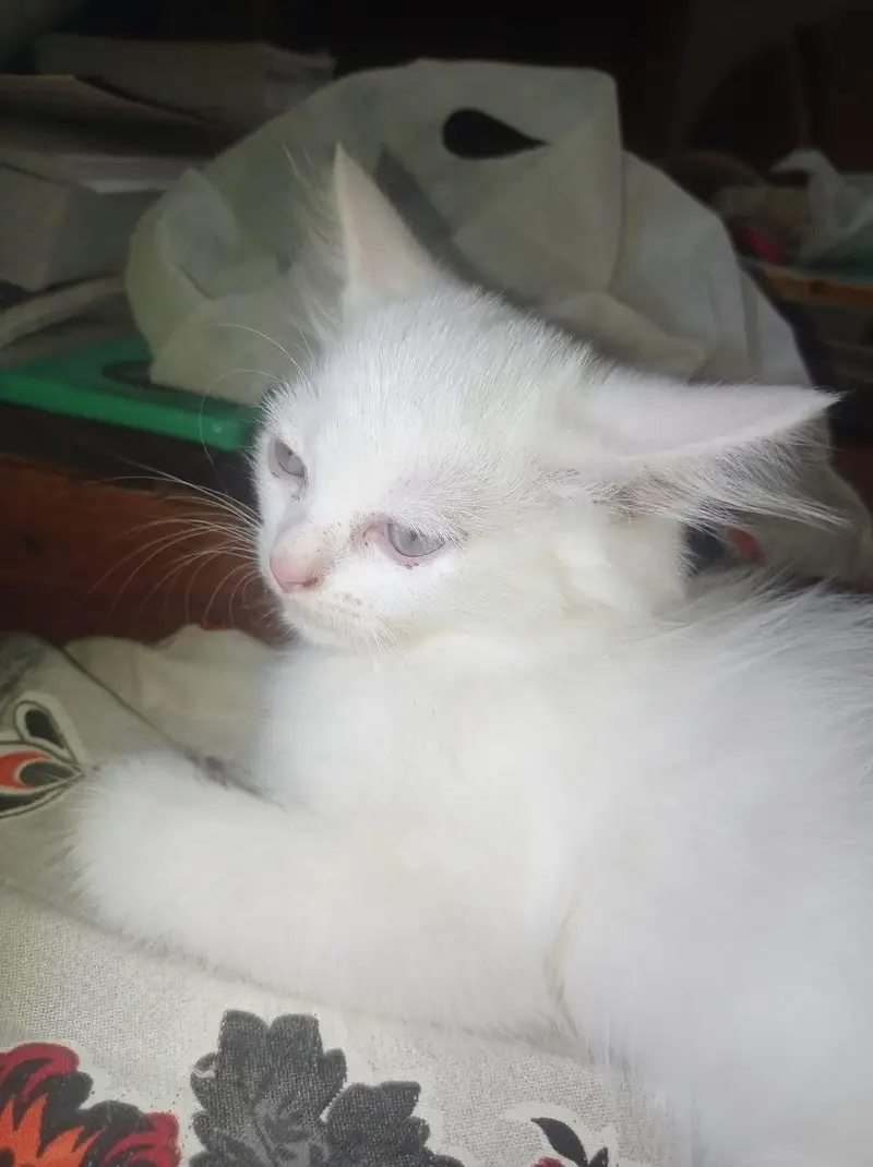 **Pure Persian Female Kittens for Sale – Pair Available** — photo 3