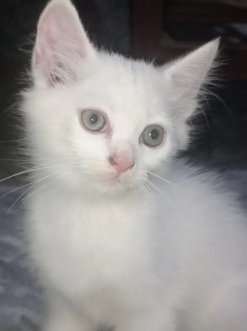 **Pure Persian Female Kittens for Sale – Pair Available** — photo 4