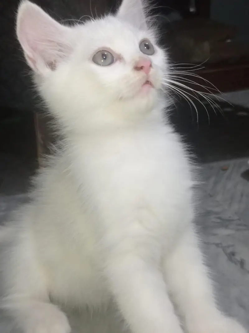 **Pure Persian Female Kittens for Sale – Pair Available** — photo 5
