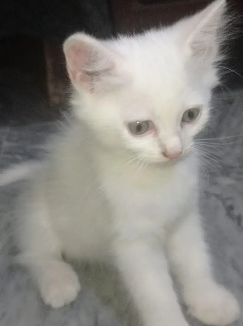 **Pure Persian Female Kittens for Sale – Pair Available** — photo 6