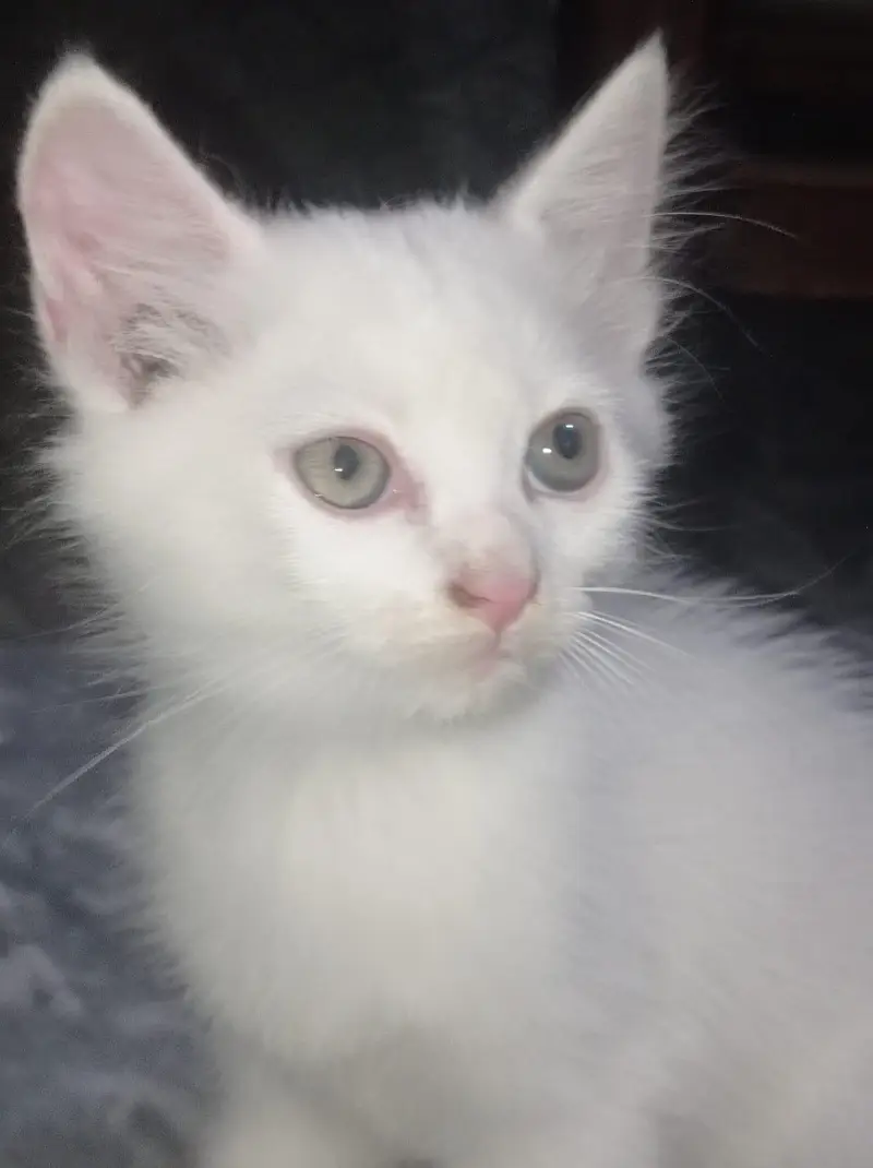 **Pure Persian Female Kittens for Sale – Pair Available** — photo 7