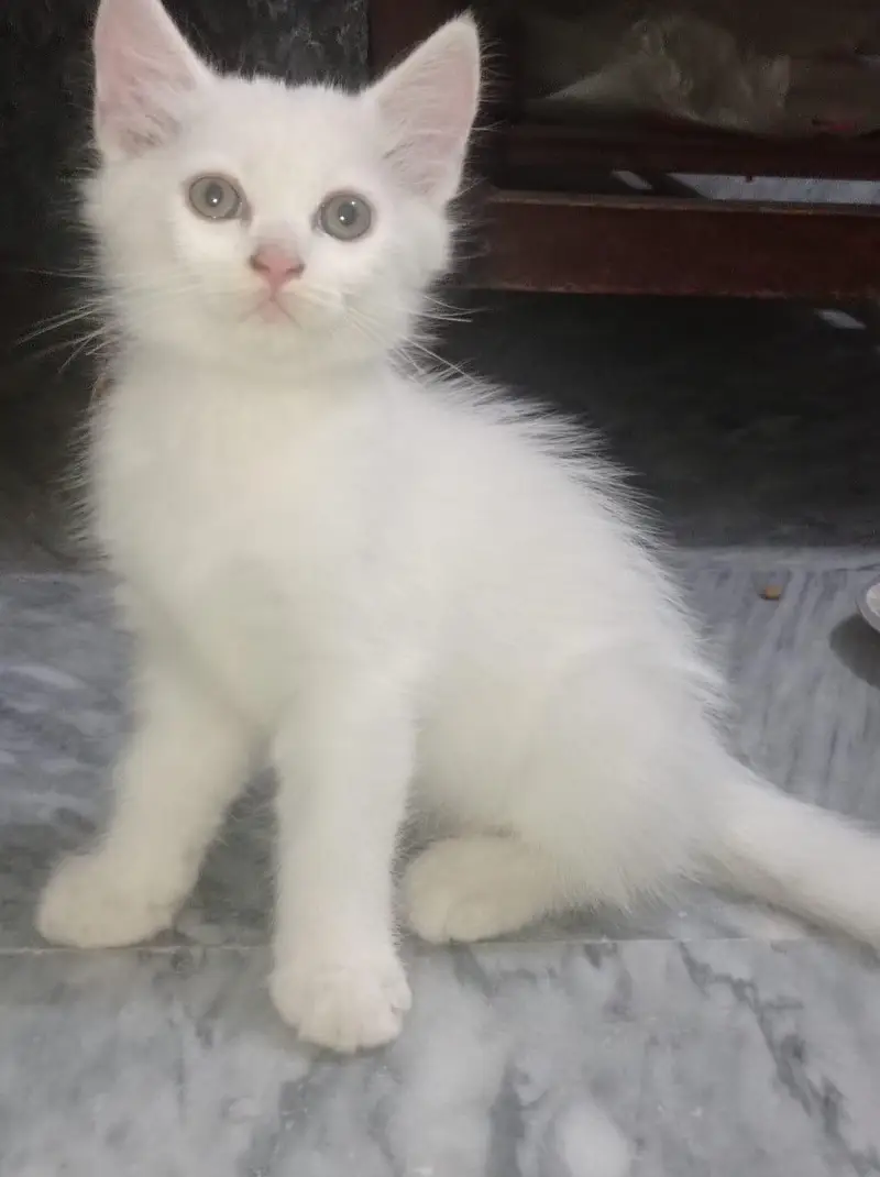 **Pure Persian Female Kittens for Sale – Pair Available** — photo 8