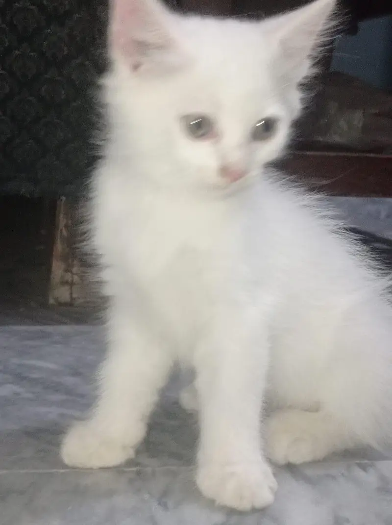 **Pure Persian Female Kittens for Sale – Pair Available** — photo 9